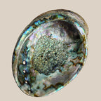 Abalone Large Rainbow Seashell