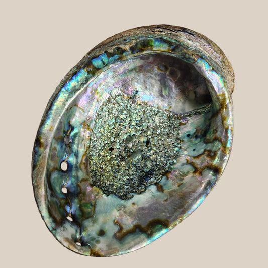 Abalone Large Rainbow Seashell