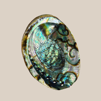 Abalone Large Rainbow Seashell