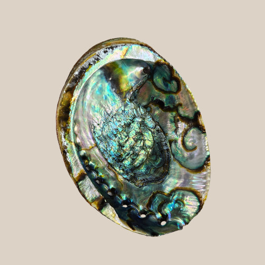 Abalone Large Rainbow Seashell
