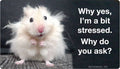 Sticker: Why yes, I'm a bit stressed.