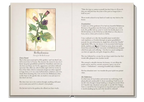 Lady Stirling's Wicked Garden Oracle Deck