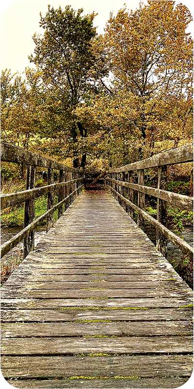 Druid Wisdom Oracle Deck by Andres Engracia