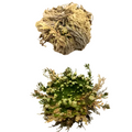 Two images of the Rose of Jericho, one showing the dry plant and the other displaying the hydrated, blossomed plant.
