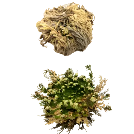Two images of the Rose of Jericho, one showing the dry plant and the other displaying the hydrated, blossomed plant.