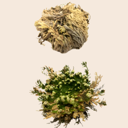 Rose of Jericho